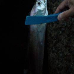 タチウオさんありがとう