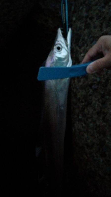 タチウオさんありがとう