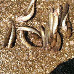 武庫川も淀川も