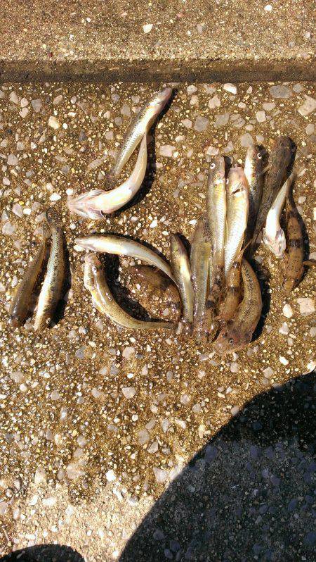 武庫川も淀川も