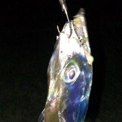 なんとか今季一本目