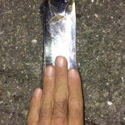 一本だけですが