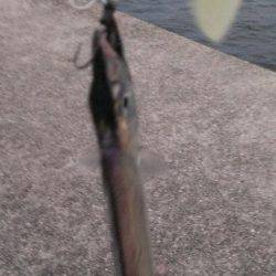 太刀？脇差だな