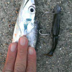 鉄板系反応せず