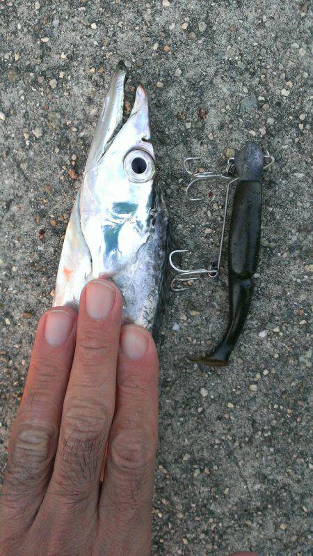 鉄板系反応せず