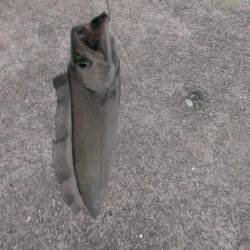 ショートバイトに泣く