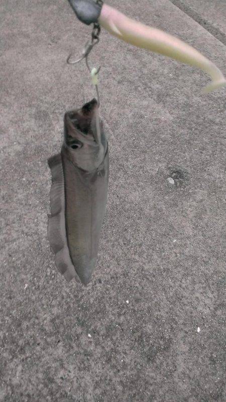 ショートバイトに泣く