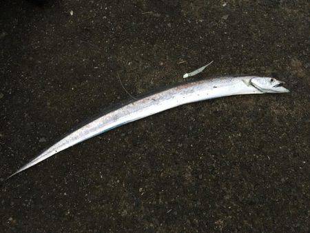 初釣法で初メーター