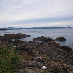 アジに食いつく者たち