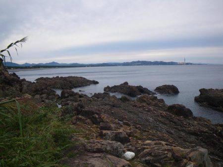 アジに食いつく者たち