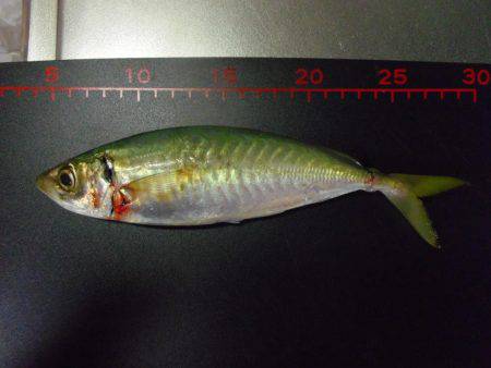 大アジ来てますよ～（＾＾）