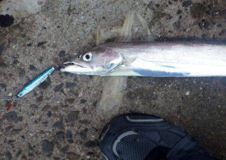 青物 求めて・・・