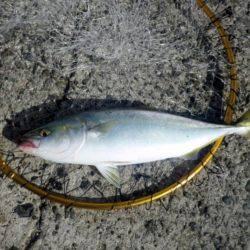 青物が釣りたくて