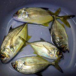 久しぶりのメッキ調査