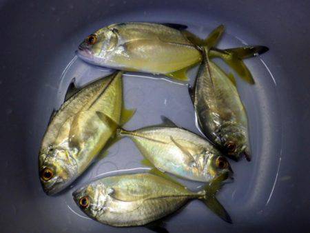 久しぶりのメッキ調査