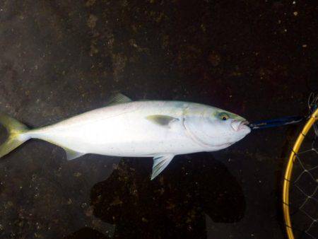 青物求めて・・・