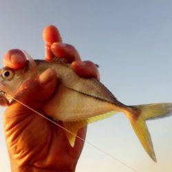 晩飯前のメッキ調査