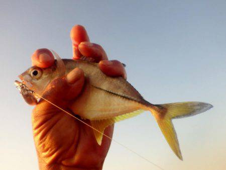 晩飯前のメッキ調査