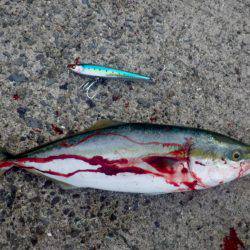 青物はなかなか・・・・・