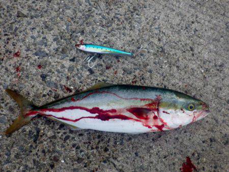 青物はなかなか・・・・・