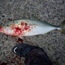 やっと釣れた 人生初メジロ