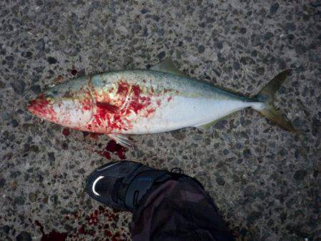やっと釣れた 人生初メジロ