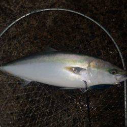 メジロ2匹目、しかし竿が・・・　　