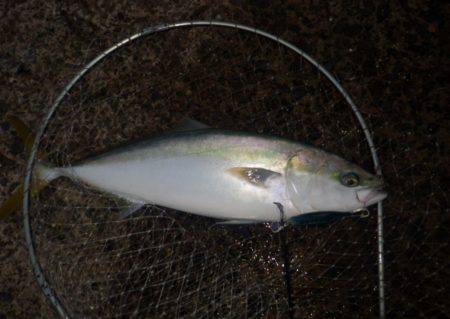 メジロ2匹目、しかし竿が・・・　　