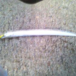 太刀魚とサゴシ