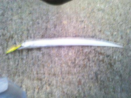 太刀魚とサゴシ