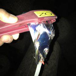 3週間ぶりに、タチウオ見れた。