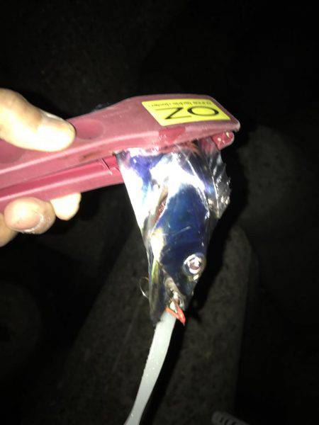 3週間ぶりに、タチウオ見れた。