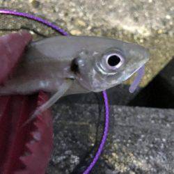 時にはアジング、