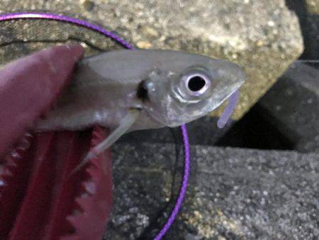 時にはアジング、