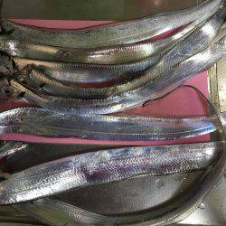 指4本半含む計8本