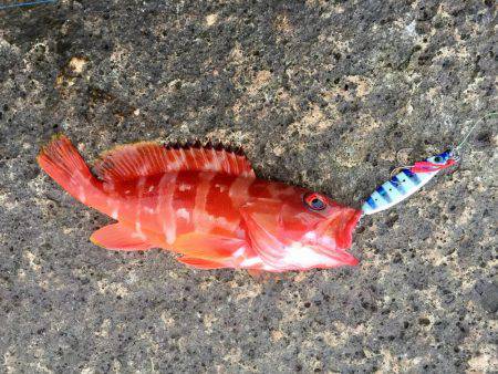 連休初日に遠征してきました。