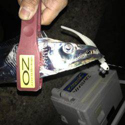 FLAP釣法炸裂で今季最大!