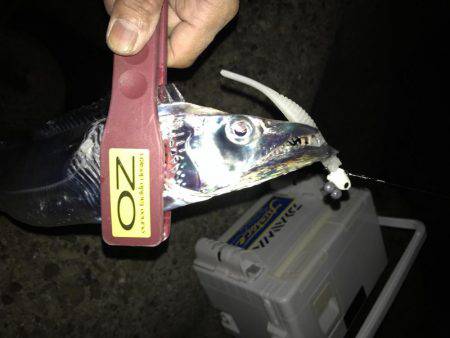 FLAP釣法炸裂で今季最大！