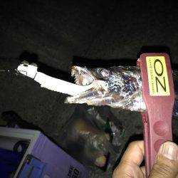 タチウオ祭り、参戦!