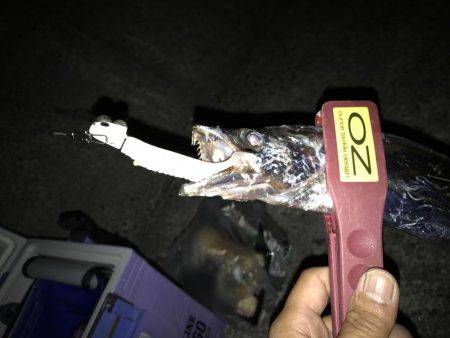 タチウオ祭り、参戦！