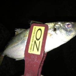 やっとこさですわ！