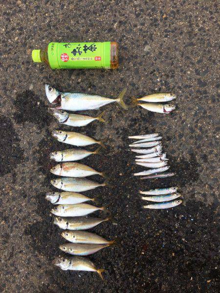 ファミリーサビキ