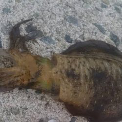 初のデイエギング