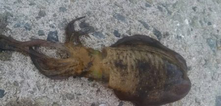 初のデイエギング