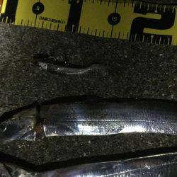 ひとりぼっちでタチウオ釣行