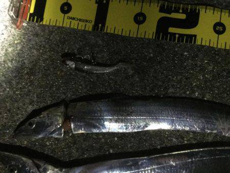 ひとりぼっちでタチウオ釣行