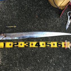 タチウオ釣れました