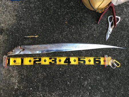 タチウオ釣れました