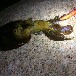 シブいですね(>_<)