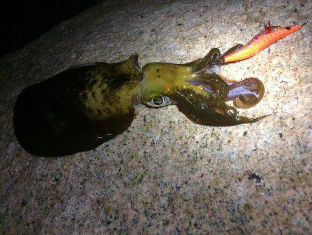 シブいですね(>_<)